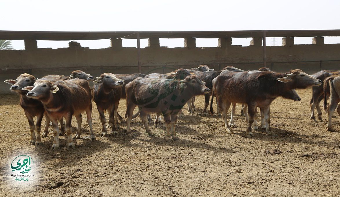 نجاح مشروع البتلو يعزز الإنتاج المحلي ويحقق استقرارًا…