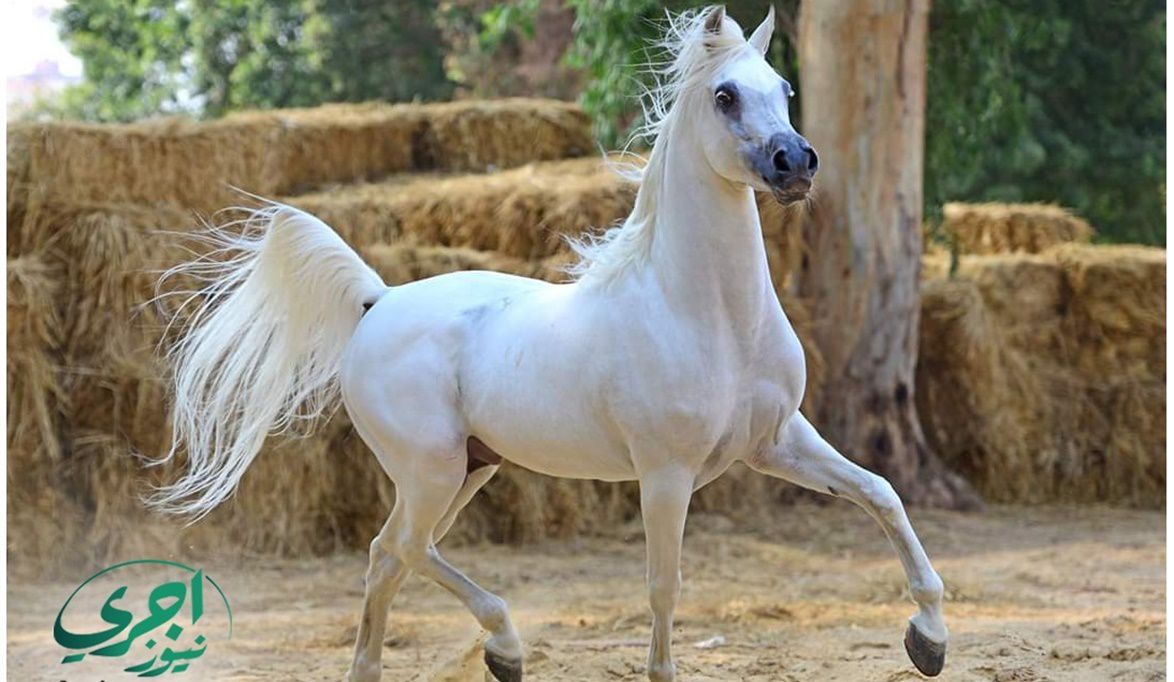 من “الصقلاوية” إلى “الهدبانية”.. محطة الزهراء تكشف أسرار الحفا…