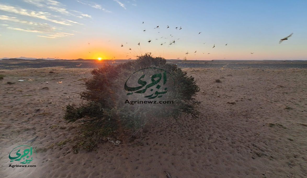 طوارئ بالحدود.. فرق مكافحة الآفات تلاحق تجمعات الجراد بالصحراء…