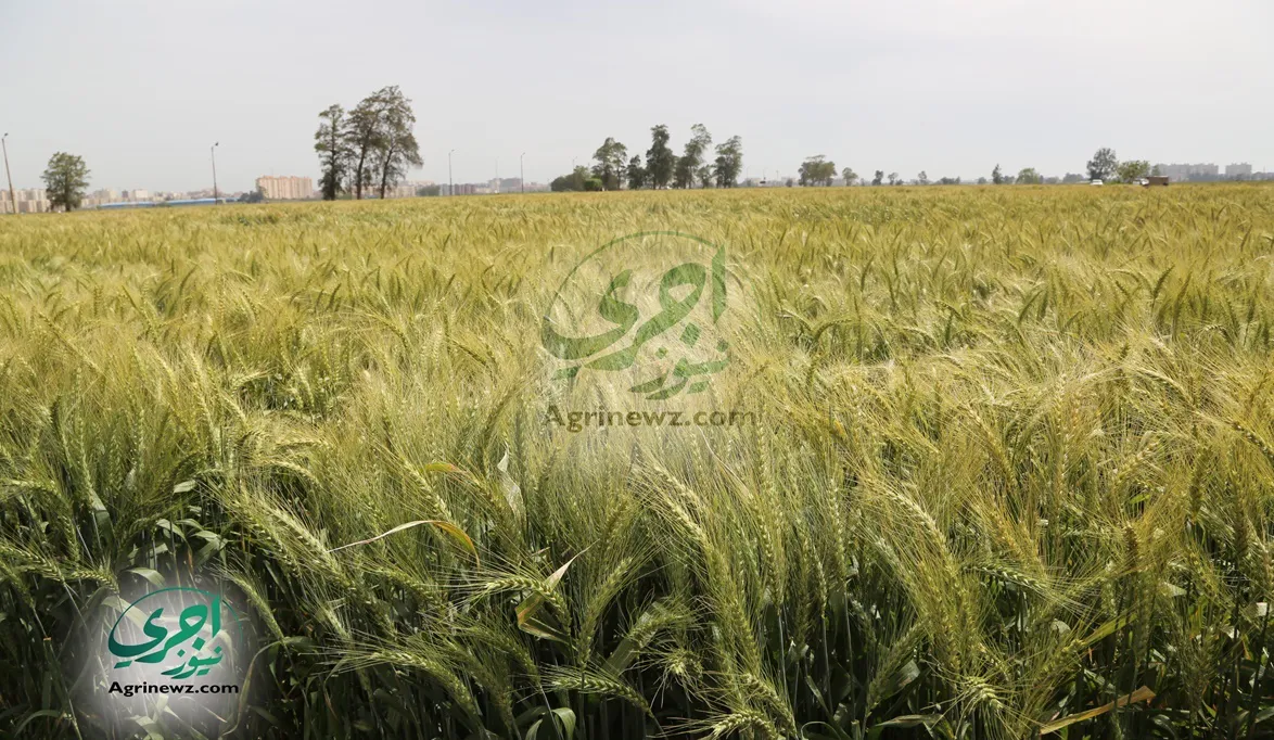 حالة القمح جيدة جداً ونموذج الحقول الإرشادية يرفع ا…