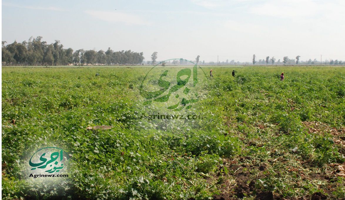 زيادة الإيجار لن تؤثر على منظومة الأسعار أو الأم…