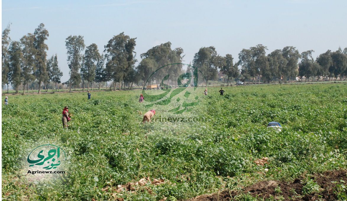 متابعة بنجر السكر والتشديد على الري.. جهود “الزراعة” بالدقهلية…