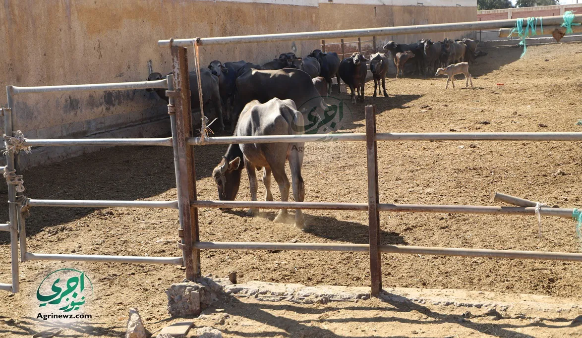 الزراعة تكشف الموعد النهائي لمبادرات مشروع البتلو والجاموس الإ…