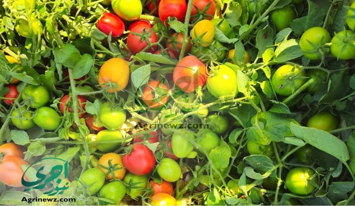 لوحة ألوان ونكهات .. تقرير يرصد أكثر من 30 صنفاً عالمياً من ال…