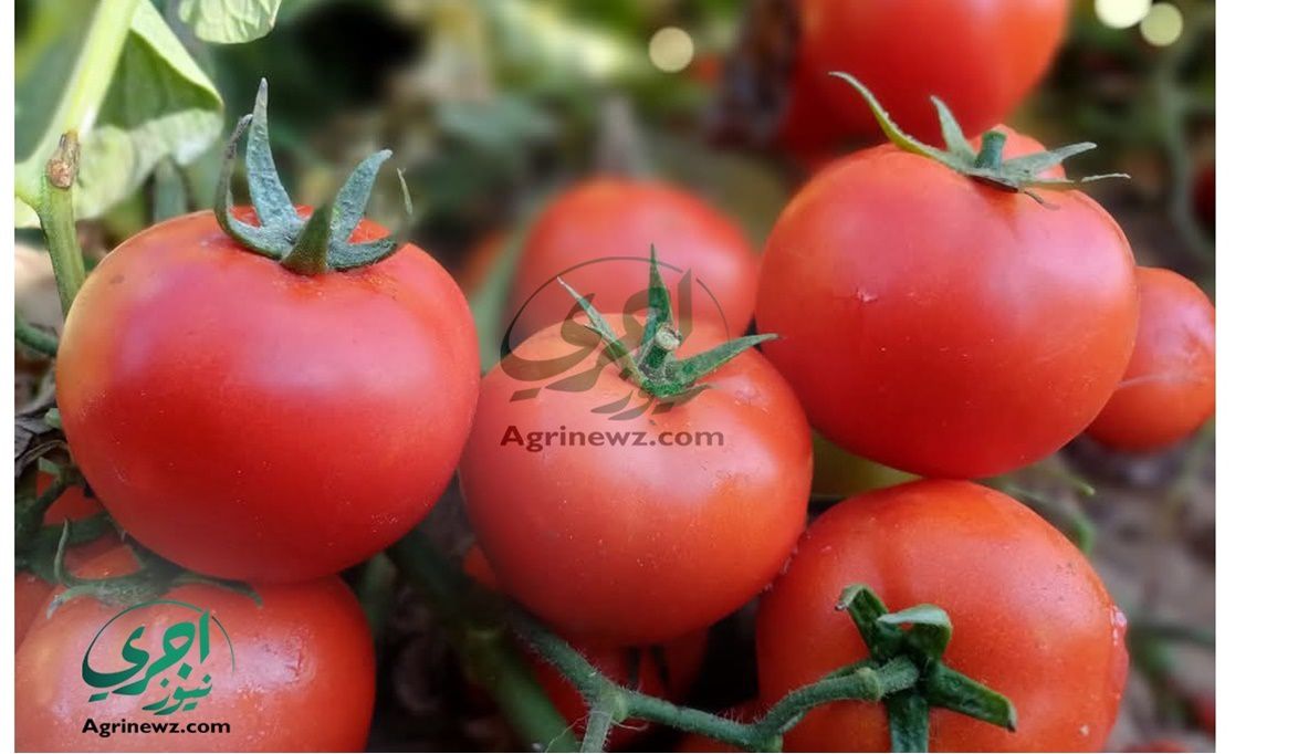 من الصقيع إلى الوفرة.. كيف تصنع الأنفاق البلاستيكية موسم طماطم…