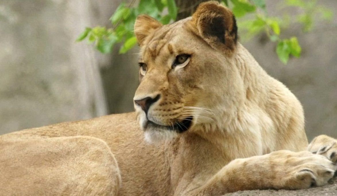 شاهدوا مدام زيزي والنمر رع…