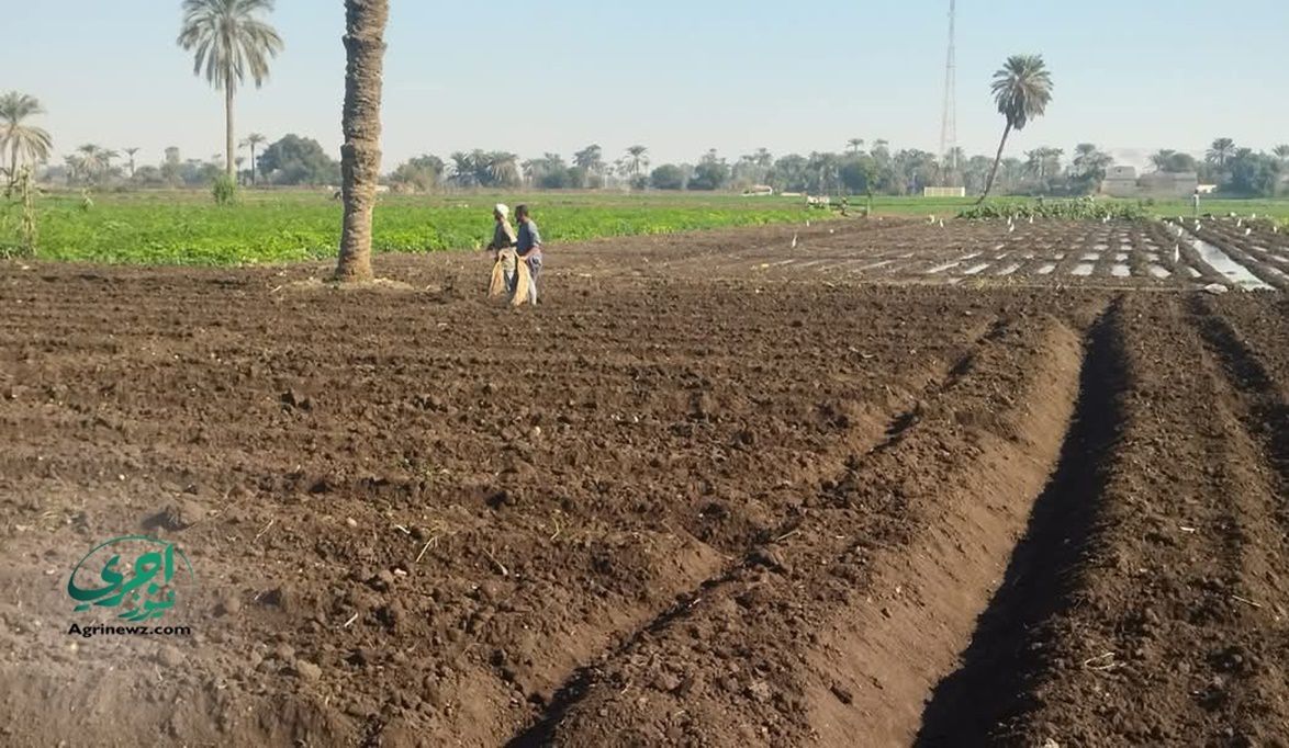 بـ 3 خيارات للمساحات.. الريف المصري يطرح أراضي الاستصلاح بالتق…