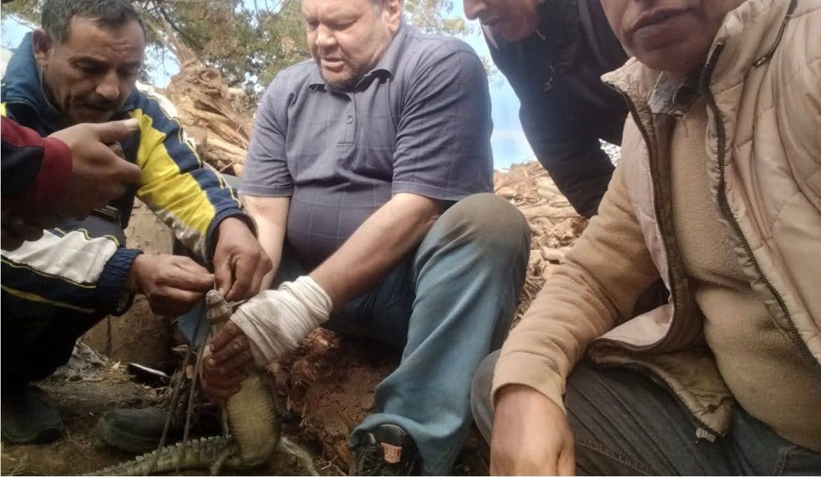 الأهالي ارتاحوا.. اصطياد تمساح قرية الزوامل بعد 6 أيام من البح…