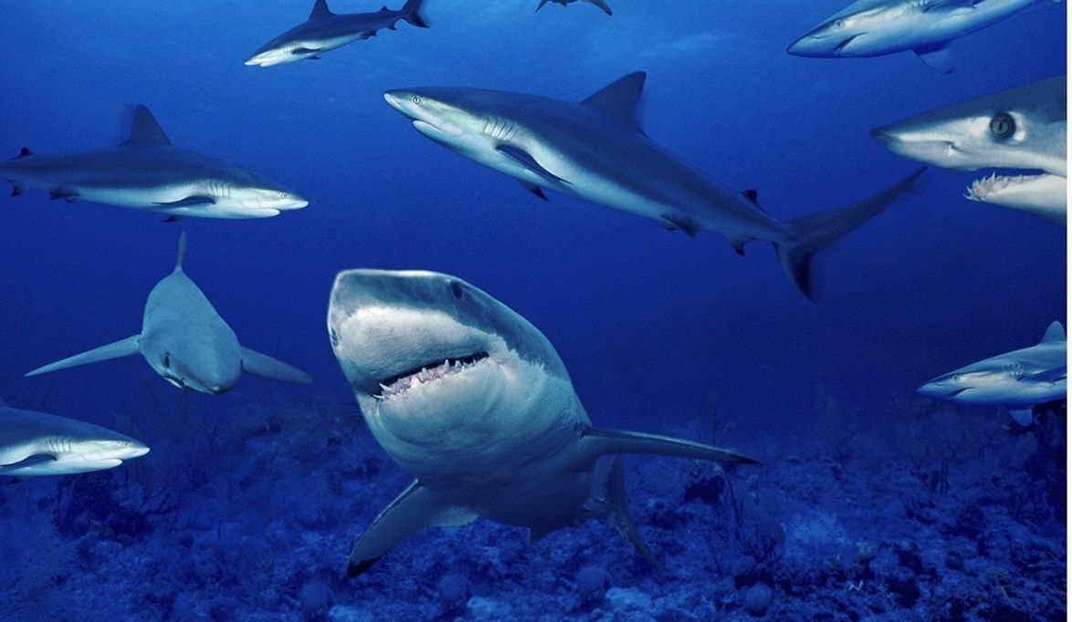أسماك القرش في البحر الأحمر مصدر ثروة بيئية واقت…