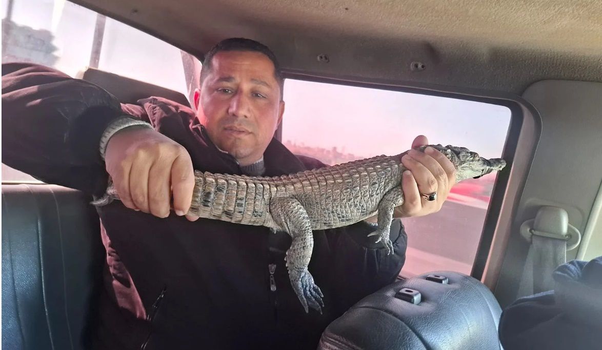 التفاصيل الكاملة لاصطياد تمساح الزوامل في الشرقية بعد أيام من …