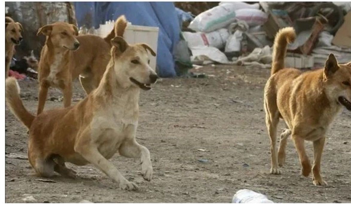 قرار محافظ القاهرة يستحق الإشادة ولكنه «خطوة …