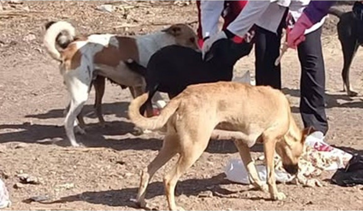 الدقهلية تطلق أكبر حملة لتحصين الكلاب الحرة ضد السعار باستخدام…