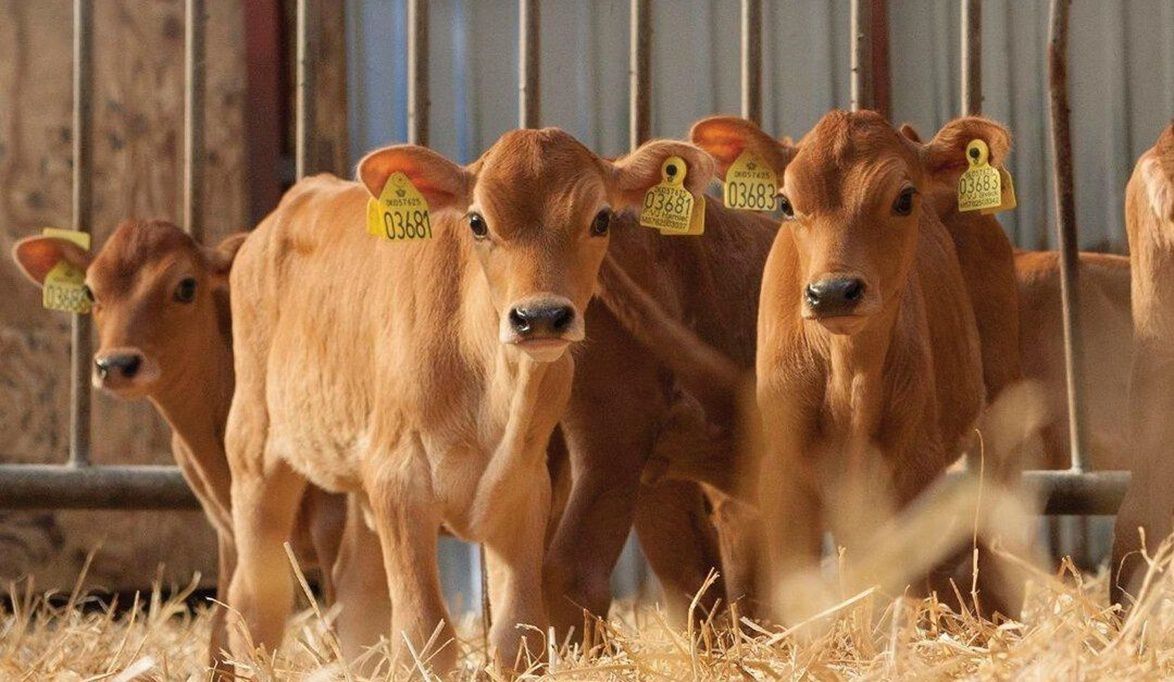 البقرة “جيرسي” توفر فرص عمل للشباب والم…