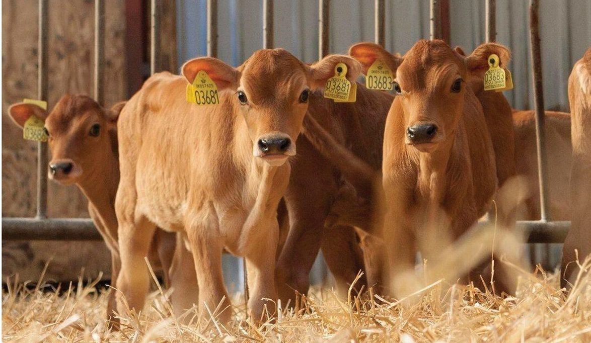 5 بقرات عالية الإنتاج توفر عمالة وأعلافاً وتعادل 20 ب…