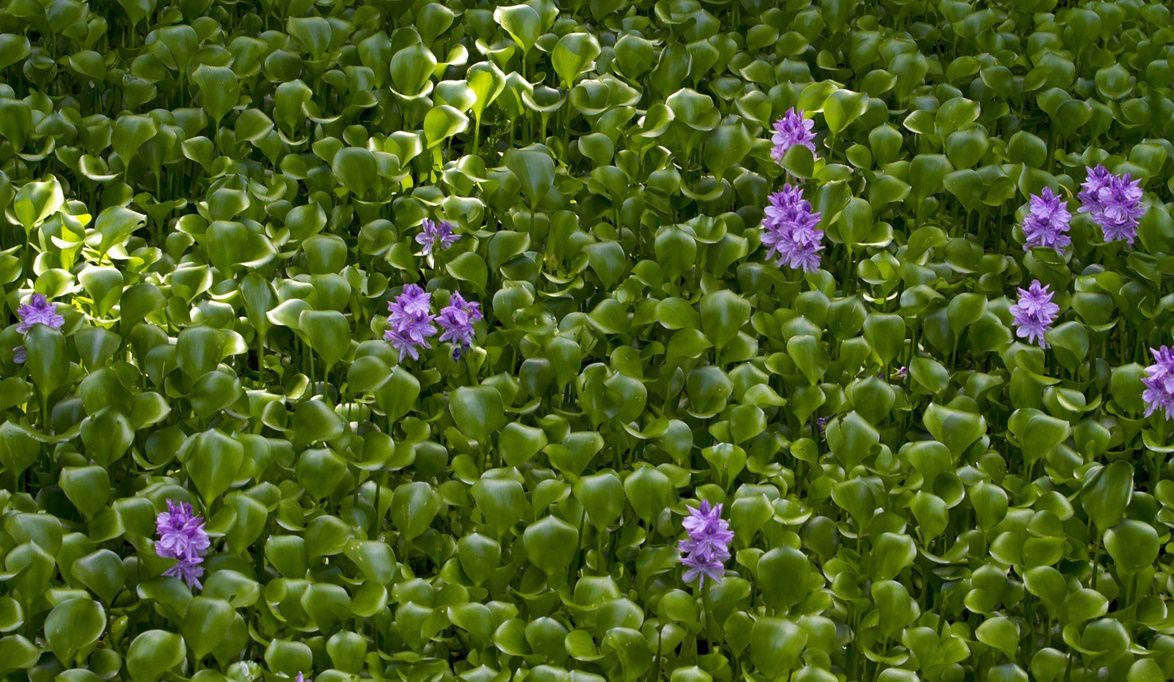 ورد النيل من نقمة لنعمة.. تعاون مشترك بين التضامن و الري لإعاد…