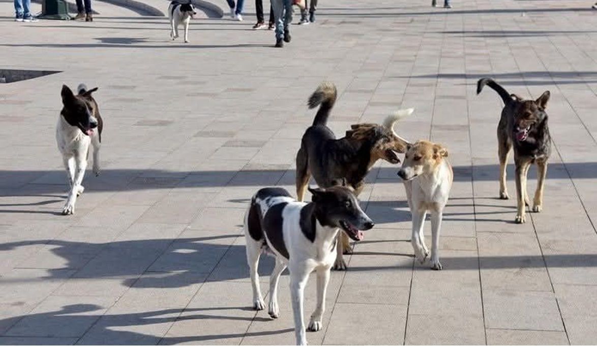 أعداد كلاب الشوارع 11 مليونًا.. ولا تصدير للأك…