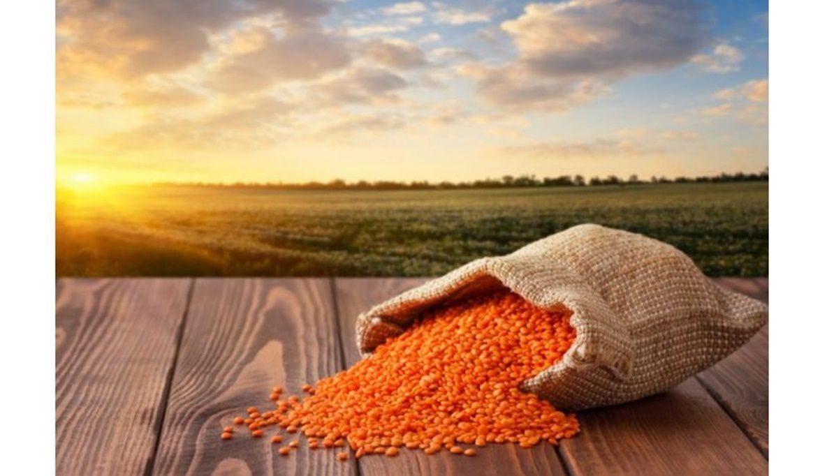 توقف إنتاج التقاوي أكبر معوق يهدد مح…