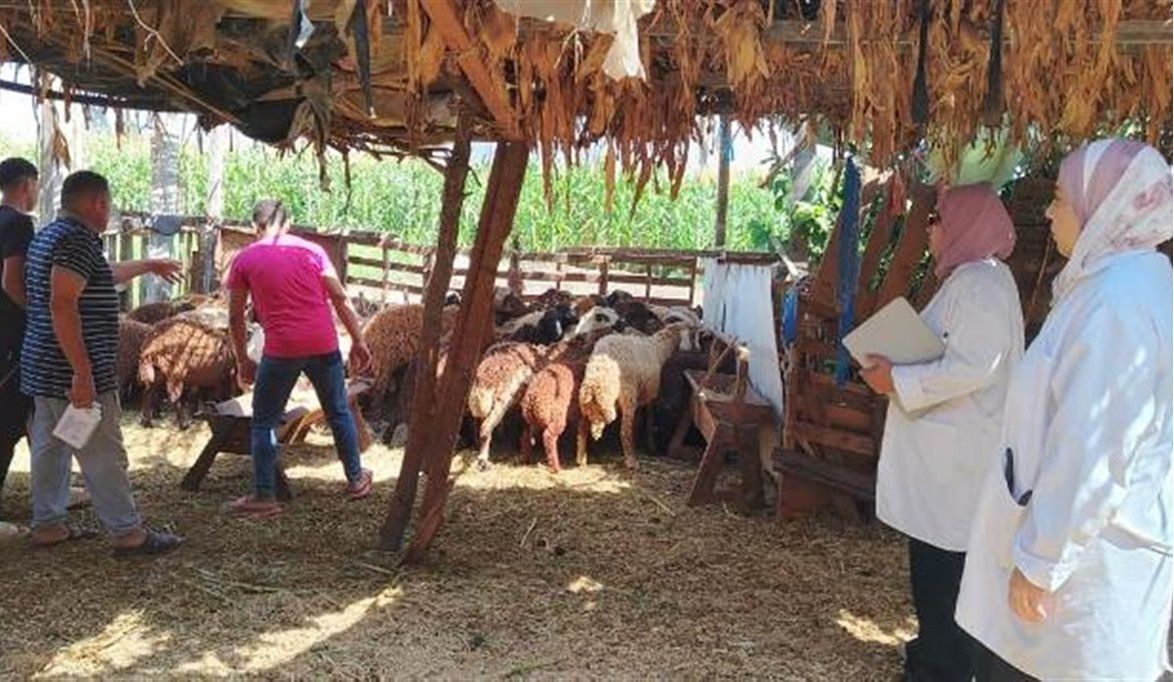 بالمجان.. قافلة بيطرية تجوب قرى الغربية ضمن «حياة كريمة» لدعم…