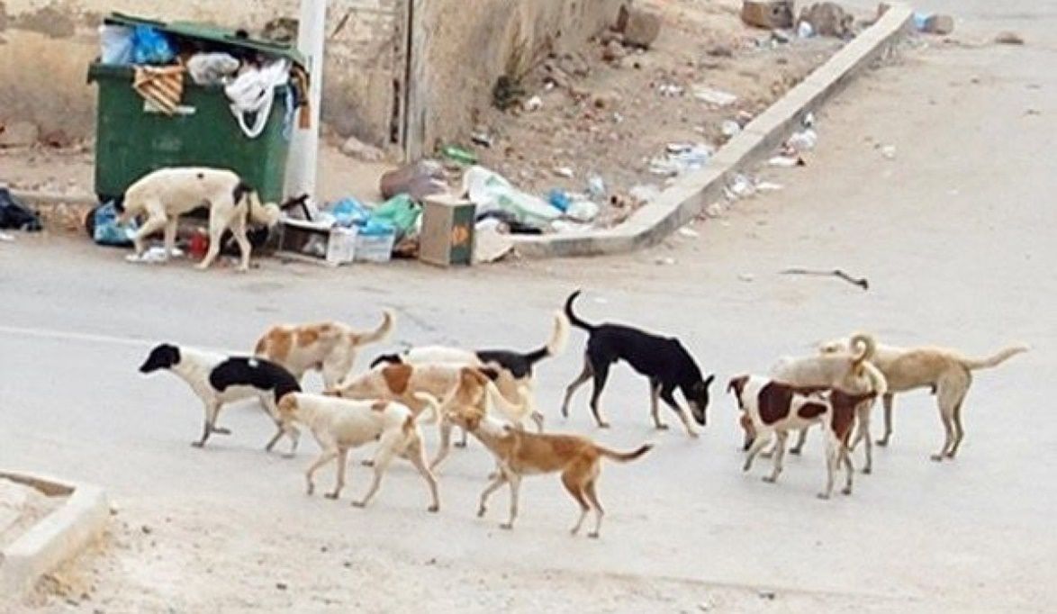 وزير الزراعة: لا تسميم ولا قتل للكلاب.. وموازنة الدولة تتحمل جزءًا من الحل – موقع اجرى نيوز الإخباري