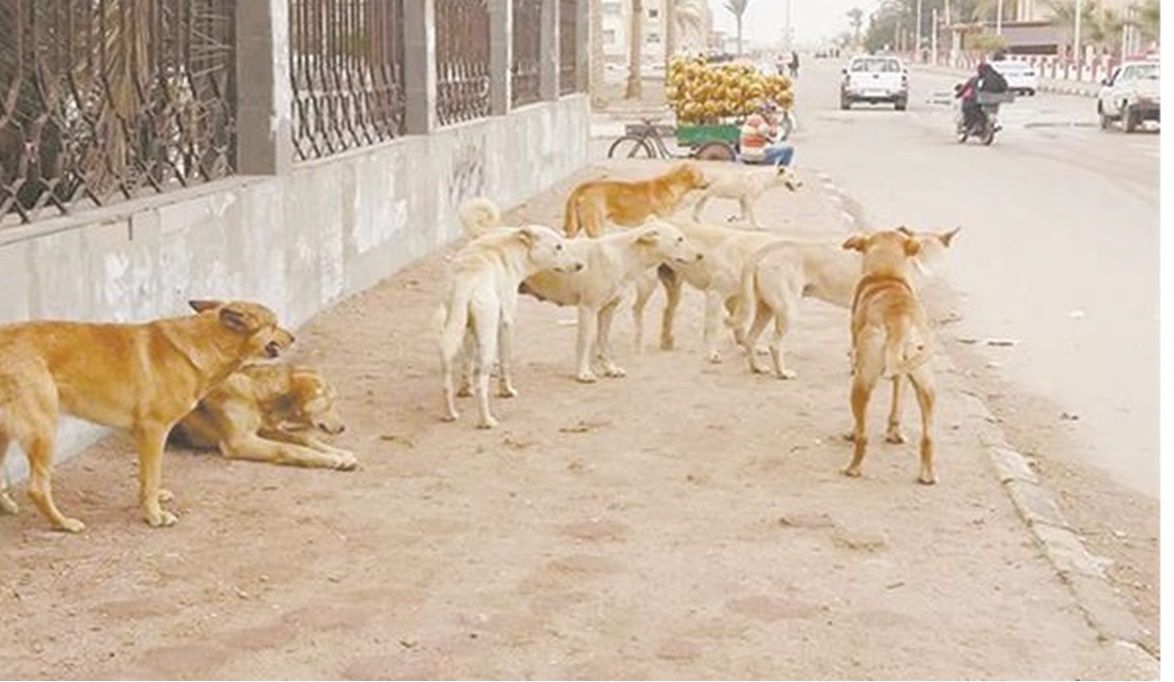 الزراعة استراتيجية «الإمساك والتحصين والتعقيم» لمواجهة ظاهرة ك…