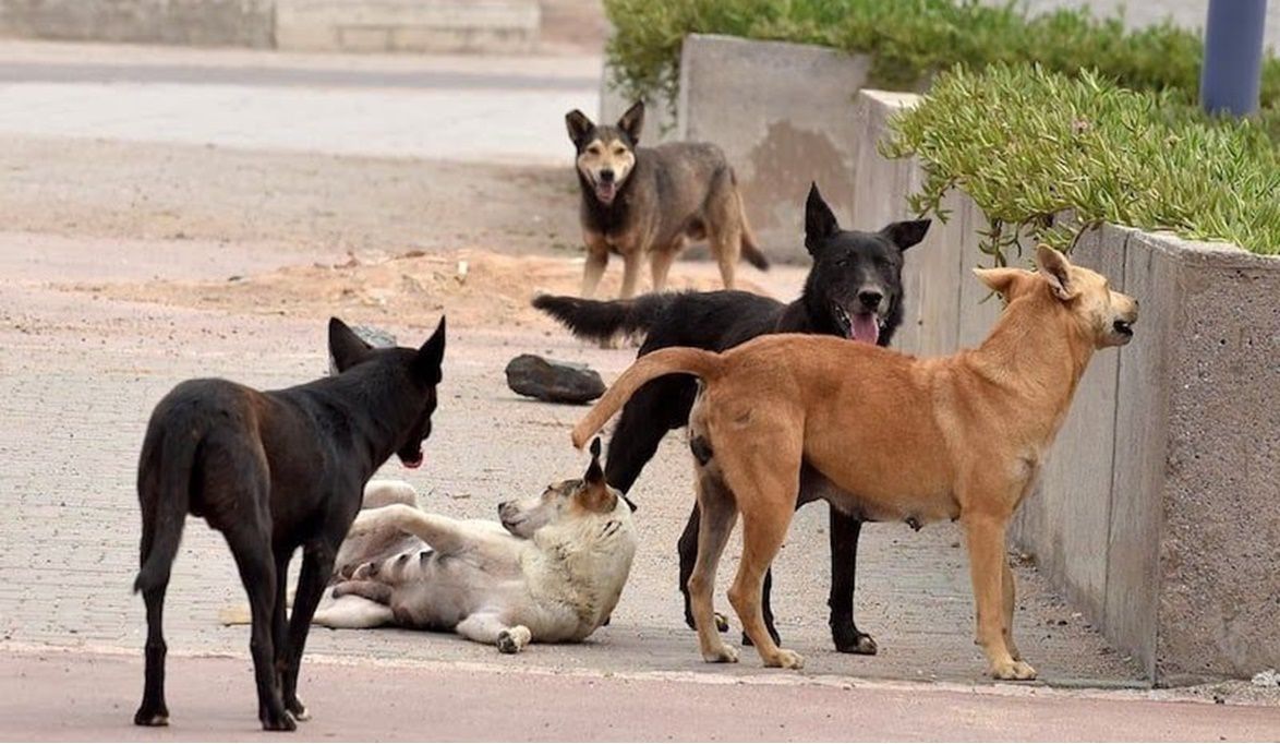 خطة علمية لتعديل السلوك وحما…