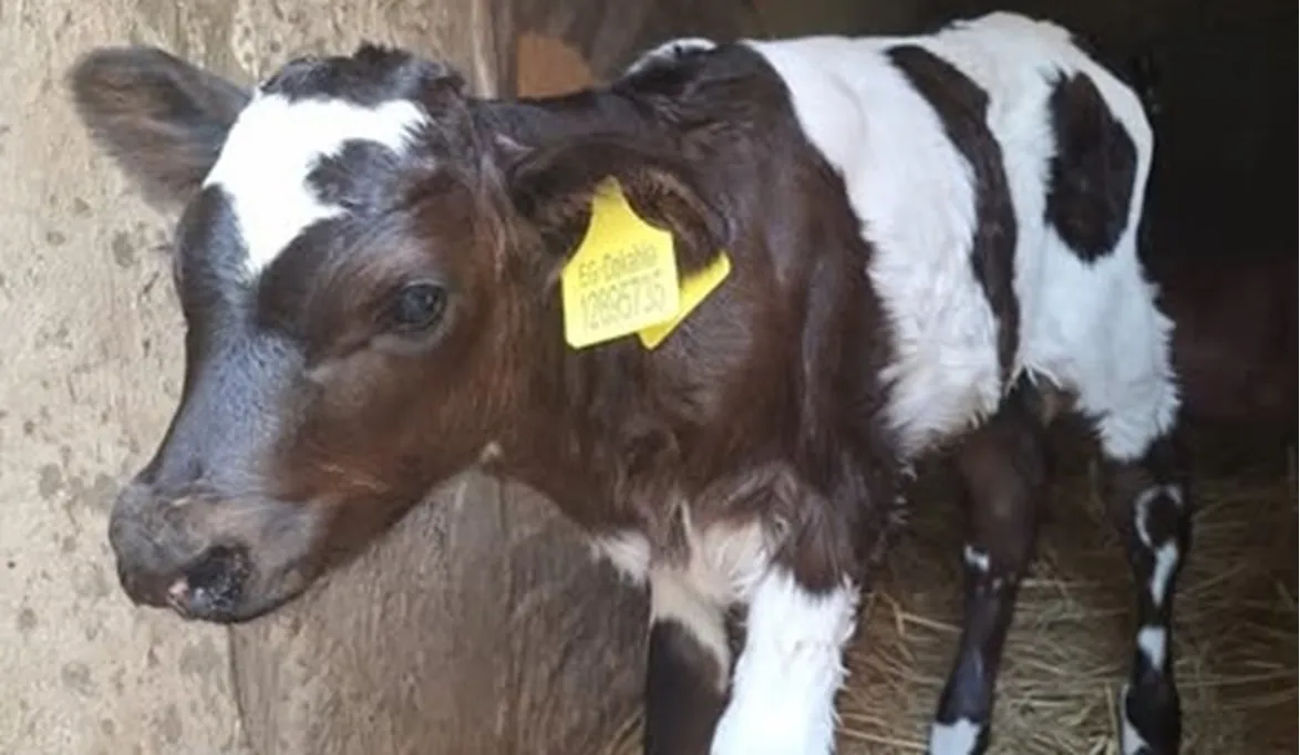 بشرى للصعيد.. امتلك جاموسة إيطالي بمشروع البتلو وقسط على 5 سنو…