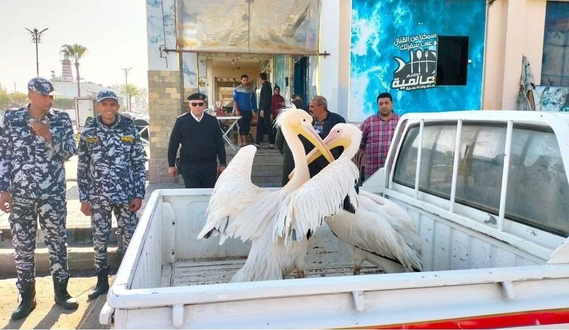 حملة بيئية تحبط عرض طيور بجع…