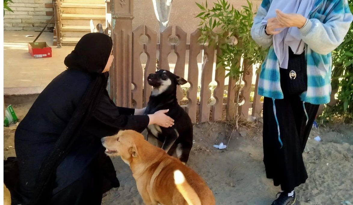 لجنة الاصحاح البيئي تنفذ حملة تطعيم وتحصين الكلاب بمدينة رأس ا…