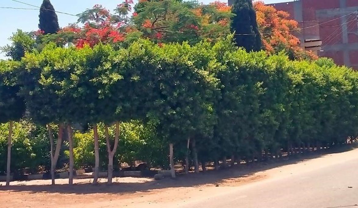 مدبولي يوجّه بتطوير القاهرة الكبرى عبر المسطحات الخضراء والتشج…