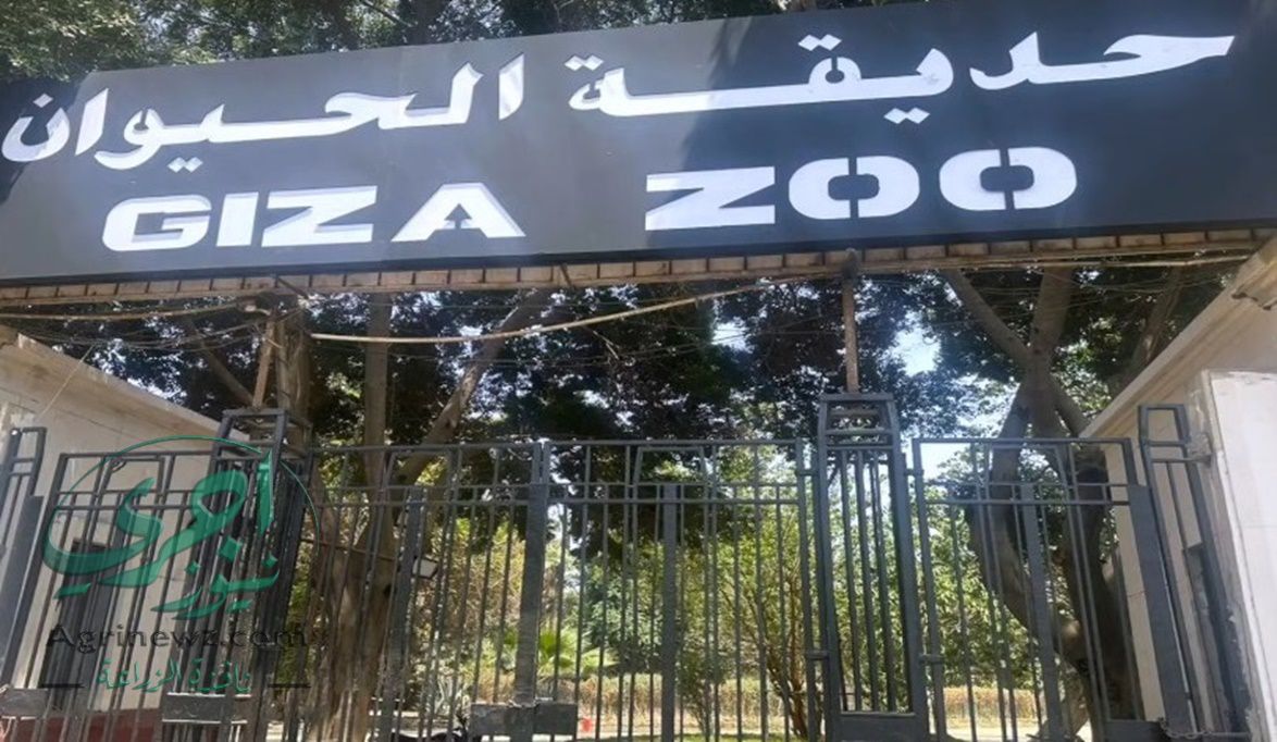 قريبًا .. افتتاح حديقة الحيوان بتجربة مختلفة كليًا تدهش الأطف…