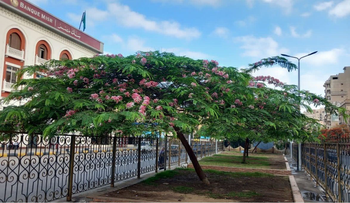 محافظ الغربية يتابع جهود تجميل الشوارع: بلدورات جديدة وأشجار م…