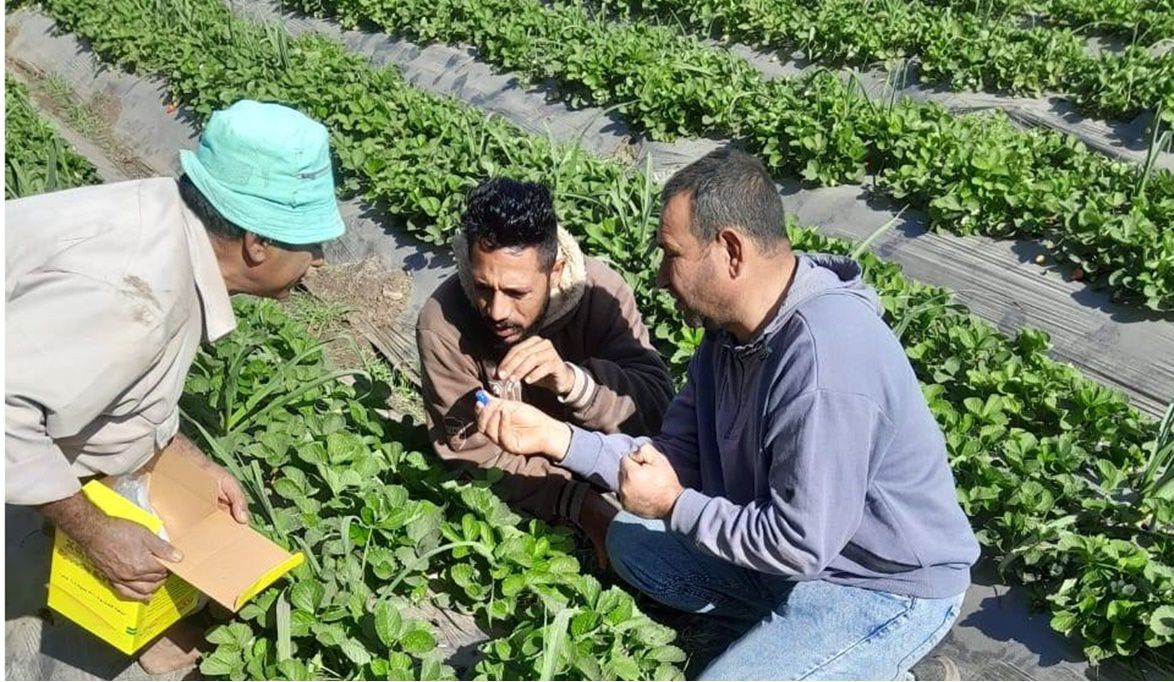 زراعة المنوفية تطلق “المفترس الأكاروسي” لمكافحة آفات الفراولة …