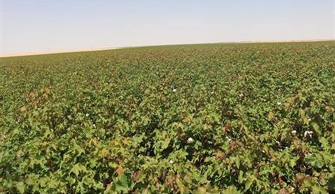 أزمة أراضي الأوقاف تثير غضب المزارعين بعد الزيادات الجديدة.. …