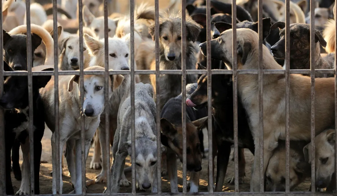 تصدير الكلاب مسموح فقط بغرض الاقتناء وليس الذبح..تفاص…