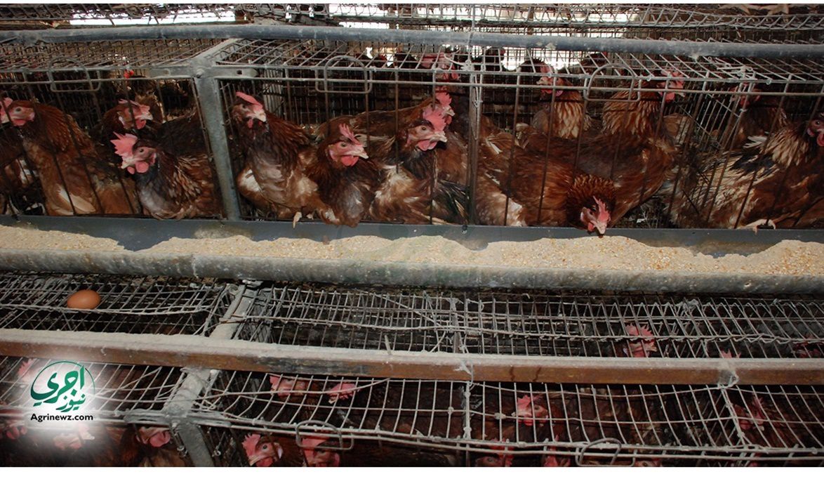بأيدي 3.5 مليون عامل.. مصر تنتج 1.6 مليار دجاجة سنوياً بالاستث…