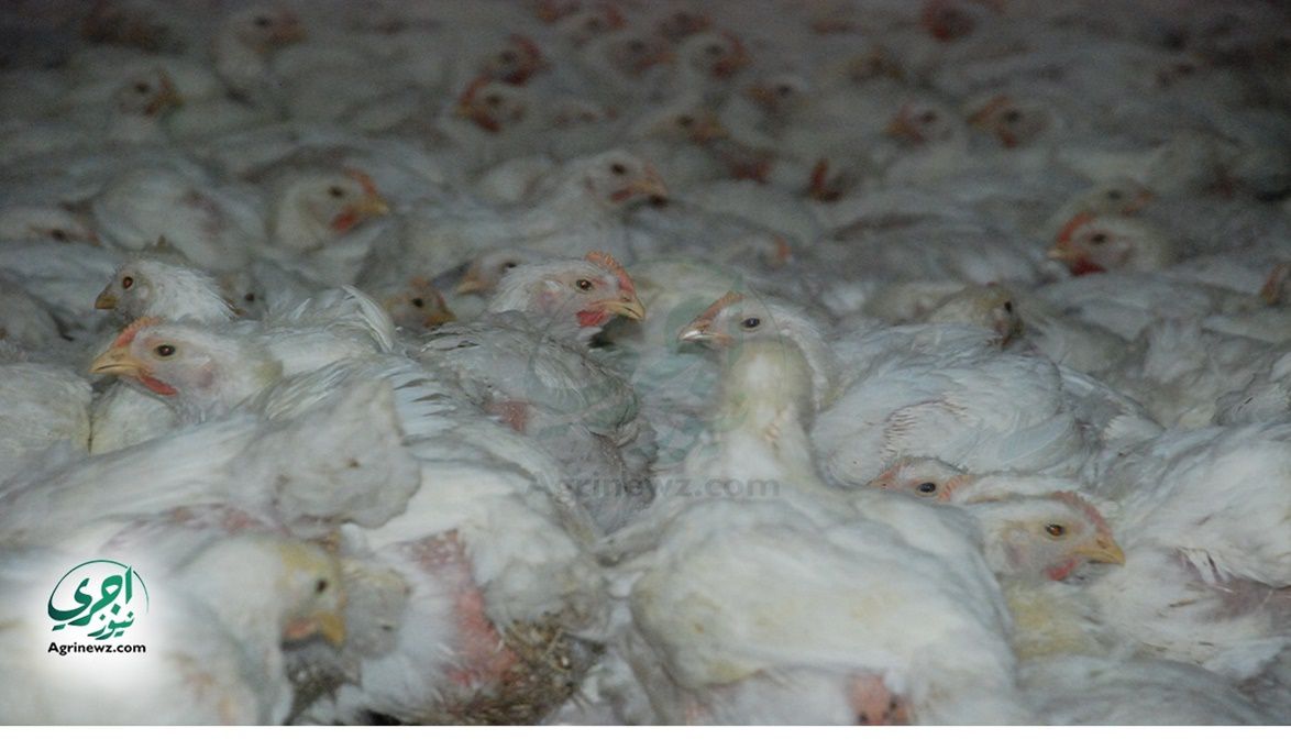 بدعم القيادة السياسية.. مصر تصل للاكتفاء الذاتي من الدواجن وتر…