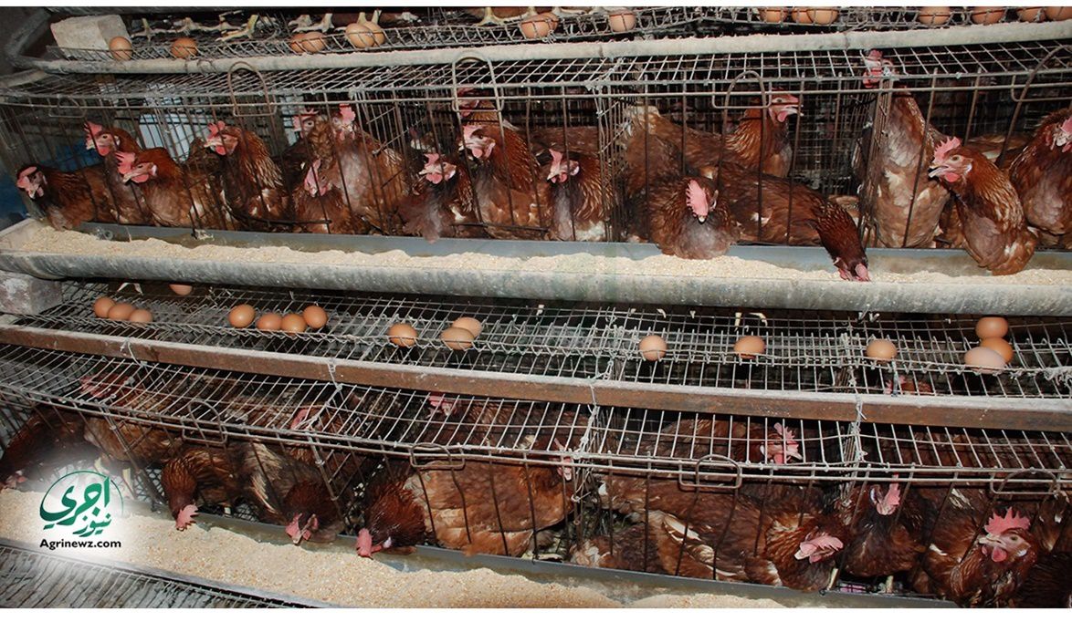 سيطرة السماسرة تهدد صناعة الدواجن المص…