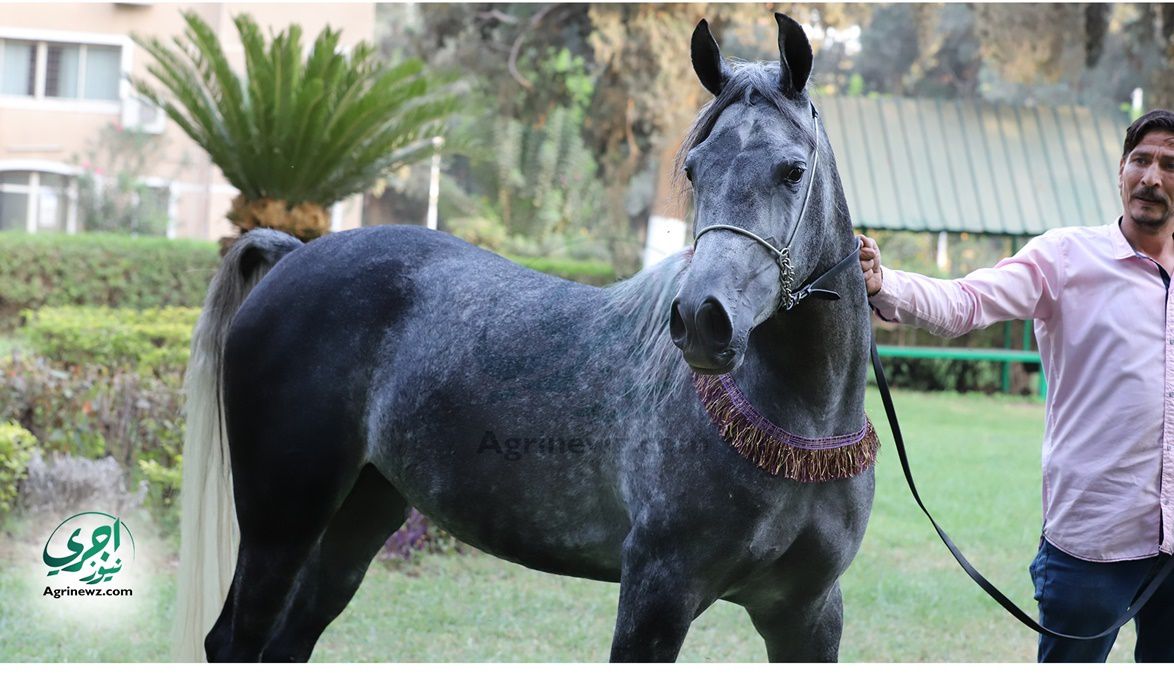 فى المهرجانات الدولية .. 15 معياراً عالمياً لتحديد جمال الخيو…