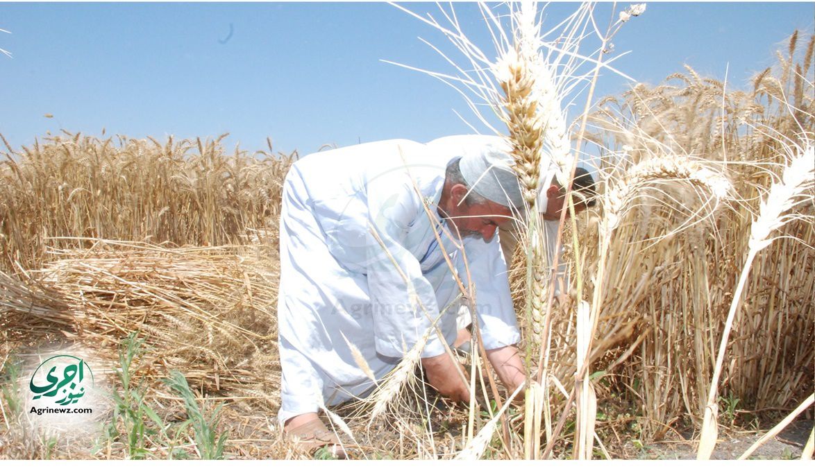 روشتة إنقاذ القمح.. أستاذ مناخ بـ”الزراعة” يضع ضوابط زراعة “مو…