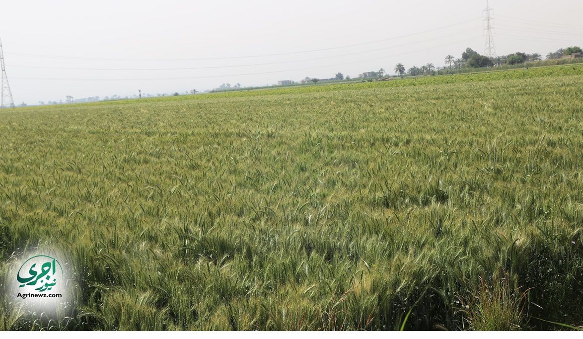 القمح محصول واسع الانتشار.. عوامل النمو والتطور في ظل التكيف ا…