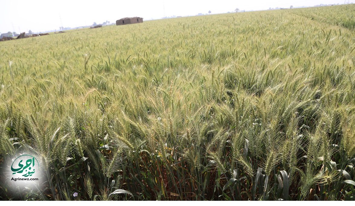 الزراعة حقول القمح الإرشادية تدخل طور طرد السنابل ولجان لدعم ا…