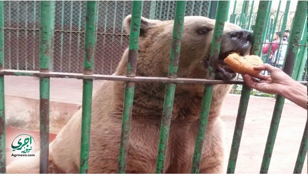 الزواحف والدببة بحديقة الحيوان .. مظلات بلاستيكية وفتح المبيتا…