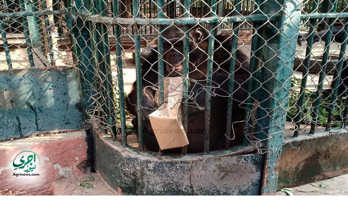 حديقة الحيوان تعتمد قش الأرز والأغذية عالية البروتين لتدفئة ال…