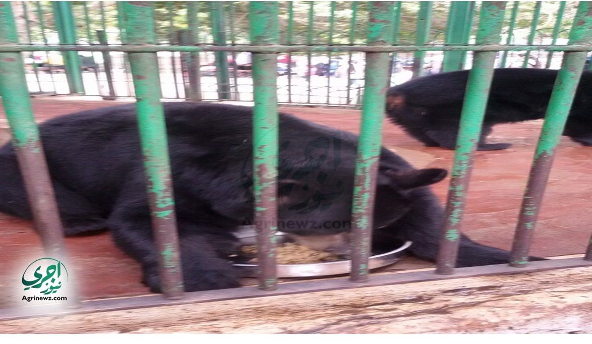 تأهيل حيوانات حديقة الجيزة نفسياً وجسدياً بالوجبات استعداداً ل…