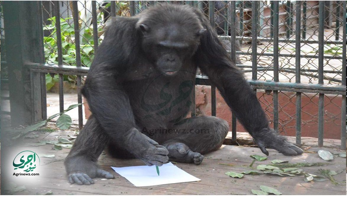 حديقة حيوان الجيزة تحديث بيوت الشمبانزي وإضافة نماذج محنطة في …