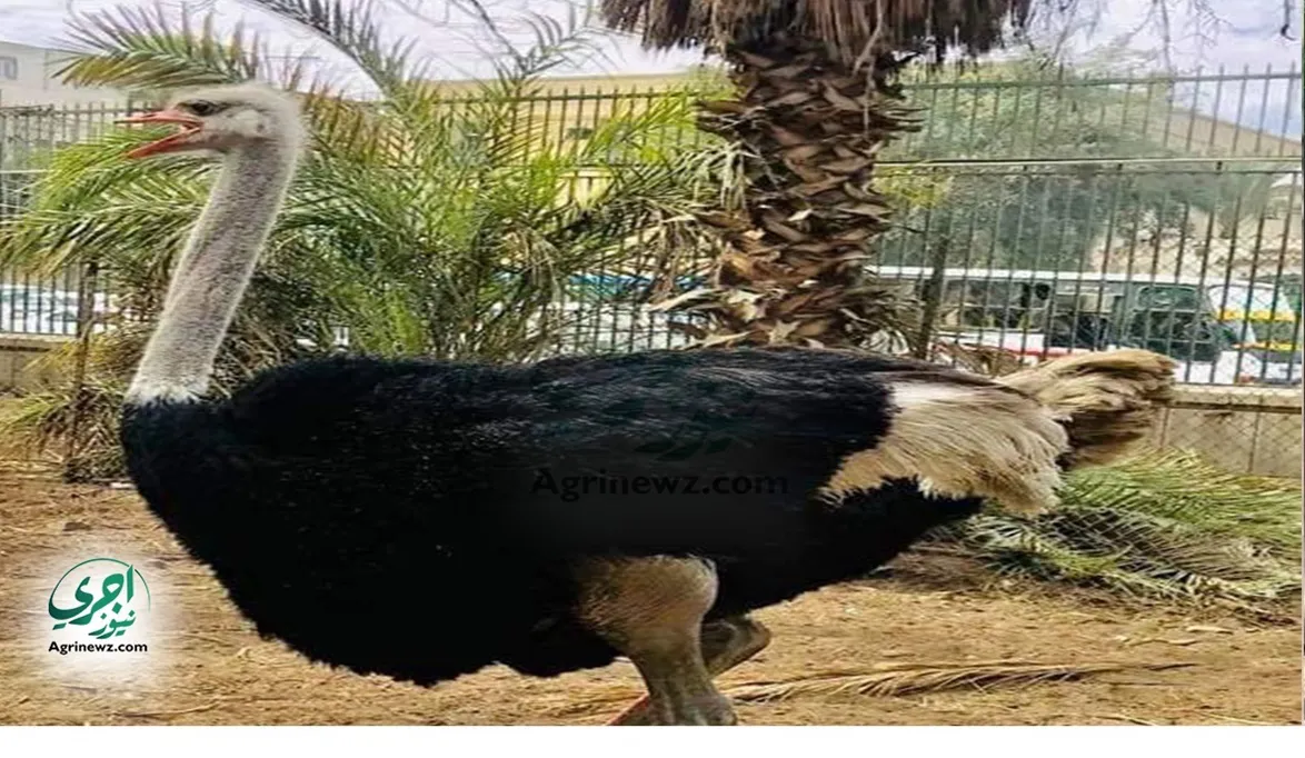 حديقة حيوان الجيزة تستعد لافتتاح تاريخي.. النعام وكبش الأروى ف…