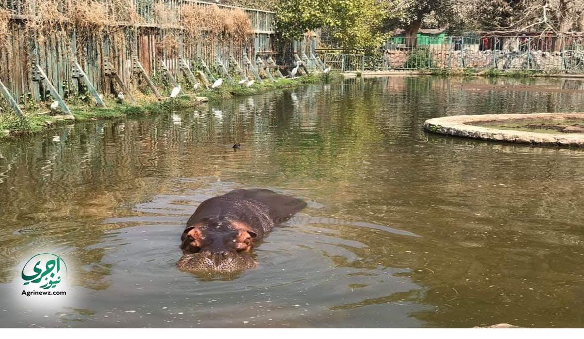 أسود بحر جديدة تنهي عزلة “اللمبي” في حديقة حي…