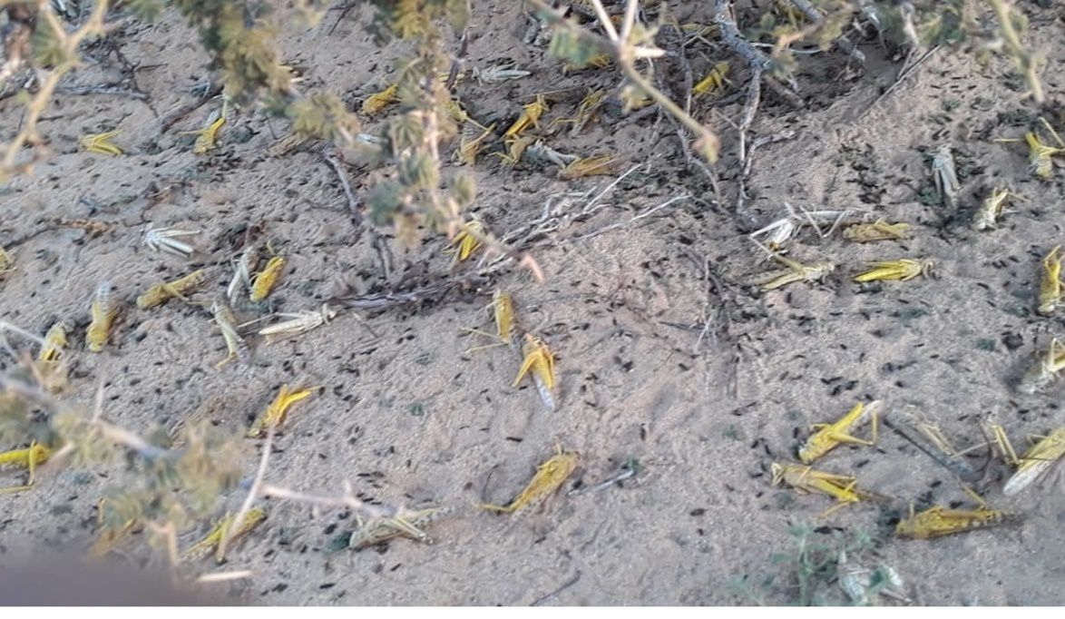 الزراعة خطة استباقية من 55 قاعدة لمنع وصول الجراد للأراضي الز…