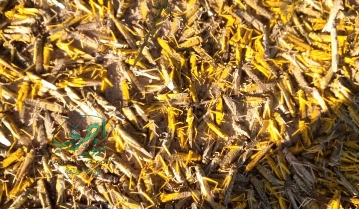 تحركات مكثفة لوزارة الزراعة لرصد ومكافحة الجراد بالمناطق الحدو…