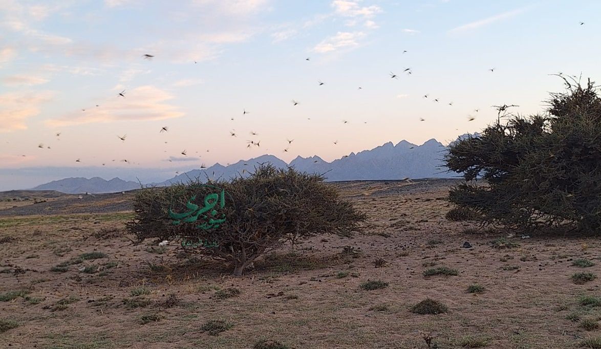 55 قاعدة لمكافحة الجراد وتأمين الحدود وا…